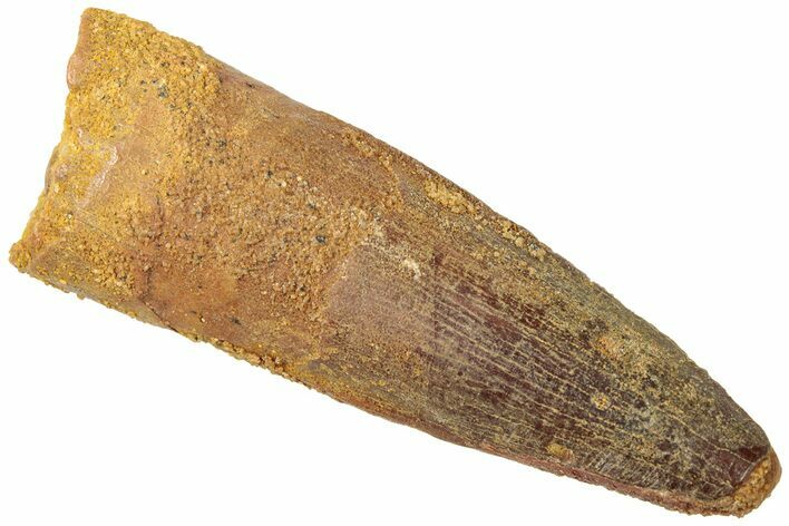 Fossil Spinosaurus Tooth - Real Dinosaur Tooth #312928